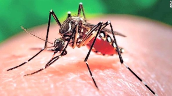 160128185001-zika-mutant-male-mosquitos-mclaughlin-pkg-00020830-exlarge-169